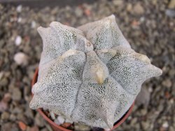 Asrophytum coahuilense Hakuran, pot 5,5 cm - 12403726