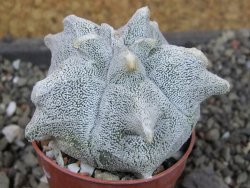 Asrophytum coahuilense Hakuran, pot 5,5 cm - 12403727