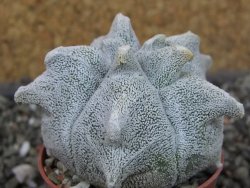 Asrophytum coahuilense Hakuran, pot 5,5 cm - 12403729