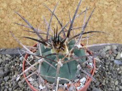 Gymnocalycium armatum LH1431 Pajcho centro, Tarija, pot 6,5 cm - 12403730