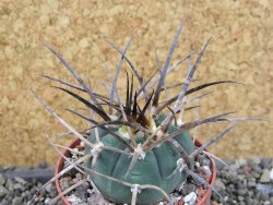 Gymnocalycium armatum LH1431 Pajcho centro, Tarija, pot 6,5 cm - 12403731