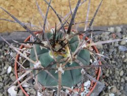Gymnocalycium armatum LH1431 Pajcho centro, Tarija, pot 6,5 cm - 12403733