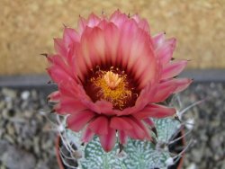 Astrophytum capricorne X red flower oibo, pot 6,5 cm - 12403735