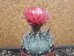 Astrophytum capricorne X red flower oibo, pot 6,5 cm - 12403736