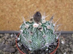 Astrophytum capricorne X red flower oibo, pot 6,5 cm - 12403737