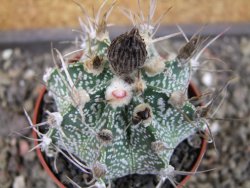 Astrophytum capricorne X red flower oibo, pot 6,5 cm - 12403738