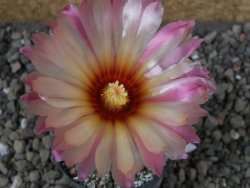 Astrophytum hanazano X red flower oibo, pot 5,5 cm - 12403740