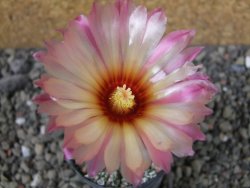 Astrophytum hanazano X red flower oibo, pot 5,5 cm - 12403741