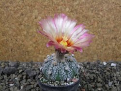 Astrophytum hanazano X red flower oibo, pot 5,5 cm - 12403742