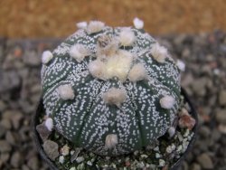 Astrophytum hanazano X red flower oibo, pot 5,5 cm - 12403743