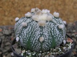 Astrophytum hanazano X red flower oibo, pot 5,5 cm - 12403744