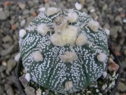 Astrophytum hanazano X red flower oibo, pot 5,5 cm - 12403745