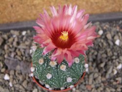 Astrophytum asterias X red flower oibo, pot 5,5 cm - 12403747