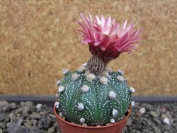 Astrophytum asterias X red flower oibo, pot 5,5 cm - 12403748