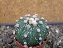 Astrophytum asterias X red flower oibo, pot 5,5 cm - 12403749