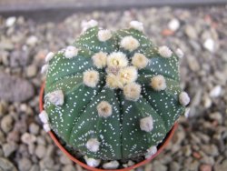 Astrophytum asterias X red flower oibo, pot 5,5 cm - 12403750