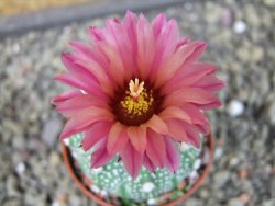 Astrophytum asterias X red flower oibo, pot 5,5 cm - 12403752
