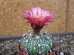 Astrophytum asterias X red flower oibo, pot 5,5 cm - 12403753