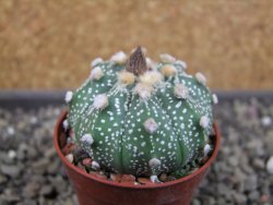 Astrophytum asterias X red flower oibo, pot 5,5 cm - 12403754
