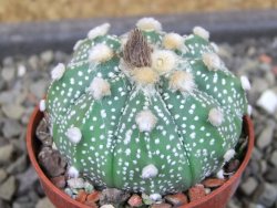 Astrophytum asterias X red flower oibo, pot 5,5 cm - 12403755