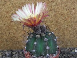 Astrophytum niveum nudum X red flower oibo, pot 6,5 cm - 12403765