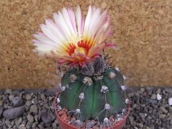 Astrophytum niveum nudum X red flower oibo, pot 6,5 cm - 12403766