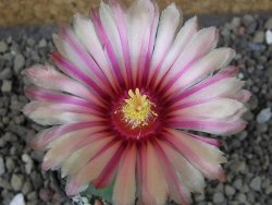 Astrophytum niveum nudum X red flower oibo, pot 5,5 cm - 12403771