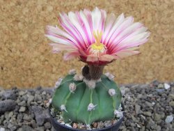 Astrophytum niveum nudum X red flower oibo, pot 5,5 cm - 12403772