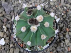 Astrophytum niveum nudum X red flower oibo, pot 5,5 cm - 12403774
