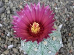 Astrophytum asterias X red flower oibo, pot 5,5 cm - 12403776