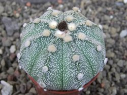 Astrophytum asterias X red flower oibo, pot 5,5 cm - 12403778