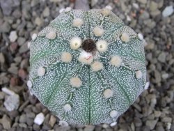 Astrophytum asterias X red flower oibo, pot 5,5 cm - 12403779