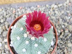 Astrophytum asterias X red flower oibo, pot 6,5 cm - 12403781