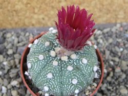 Astrophytum asterias X red flower oibo, pot 6,5 cm - 12403782