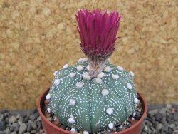Astrophytum asterias X red flower oibo, pot 6,5 cm - 12403783