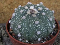 Astrophytum asterias X red flower oibo, pot 6,5 cm - 12403784