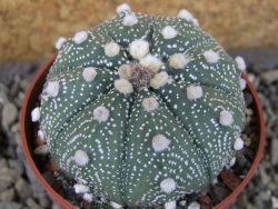 Astrophytum asterias X red flower oibo, pot 6,5 cm - 12403785