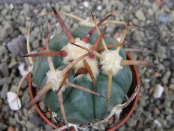 Echinocactus horizonthalonius Jacales, pot 5,5 cm - 12403786