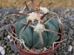 Echinocactus horizonthalonius Jacales, pot 5,5 cm - 12403788