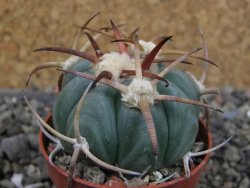Echinocactus horizonthalonius Jacales, pot 5,5 cm - 12403790