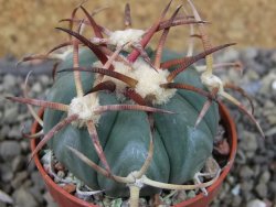 Echinocactus horizonthalonius Jacales, pot 5,5 cm - 12403792