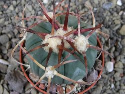 Echinocactus horizonthalonius Jacales, pot 5,5 cm - 12403794
