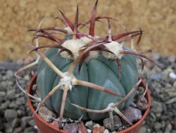 Echinocactus horizonthalonius Jacales, pot 5,5 cm - 12403795