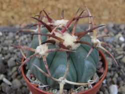 Echinocactus horizonthalonius Jacales, pot 5,5 cm - 12403796