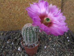 Echinocereus reichenbachii albispinus pot 5,5 cm - 12403798