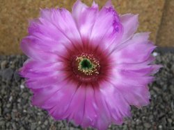 Echinocereus reichenbachii albispinus pot 5,5 cm - 12403799