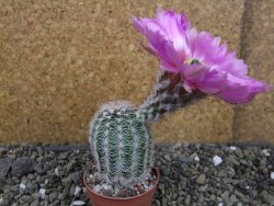 Echinocereus reichenbachii albispinus pot 5,5 cm - 12403800