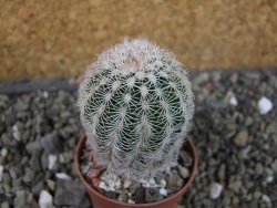 Echinocereus reichenbachii albispinus pot 5,5 cm - 12403801
