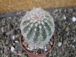 Echinocereus reichenbachii albispinus pot 5,5 cm - 12403802