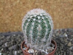 Echinocereus reichenbachii albispinus pot 5,5 cm - 12403803